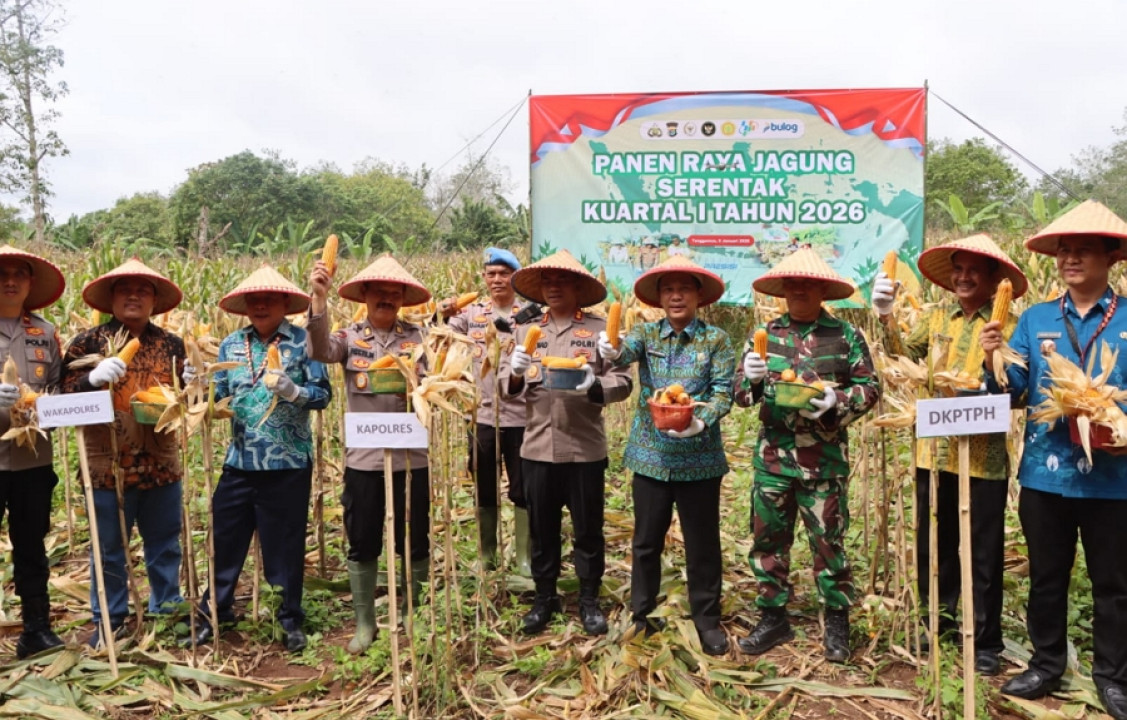 Polres Tanggamus dan Pemkab Beserta Kelompok Tani Panen Perdana Jagung Kuartal IV