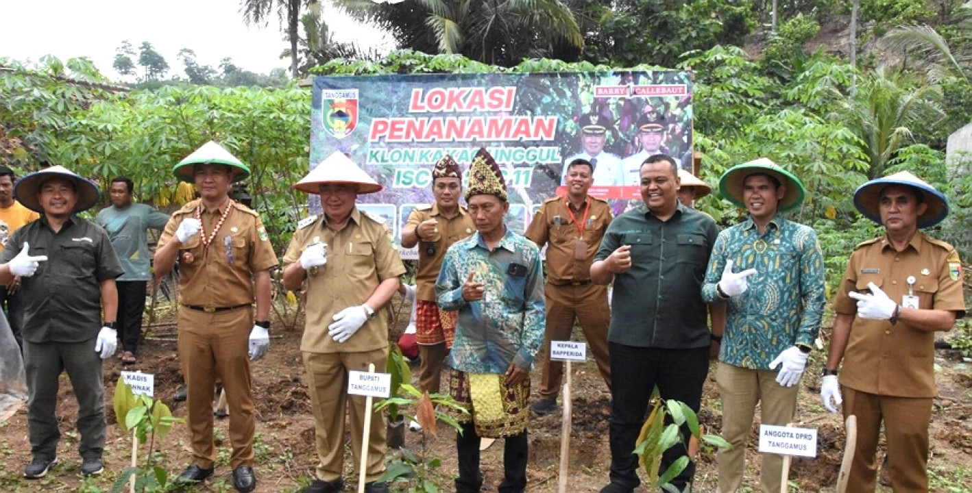 Bupati Tanggamus Hadiri Penanaman Perdana Kakao Unggul di Bulok