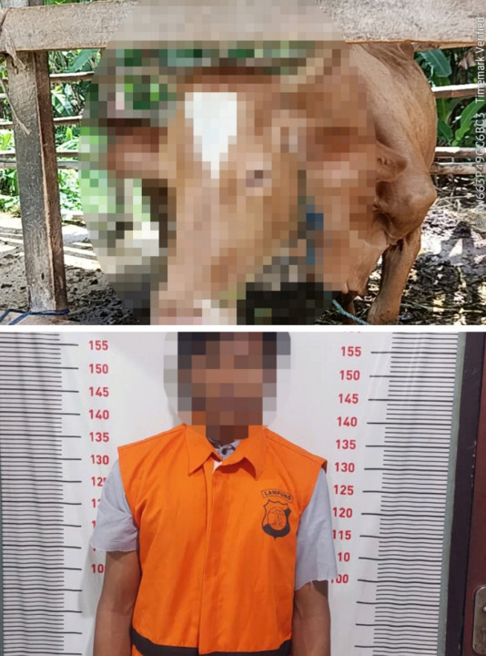 Berawal dari Kasus Pencurian Motor, Polisi Ungkap Pelaku Maling Sapi di Ketapang