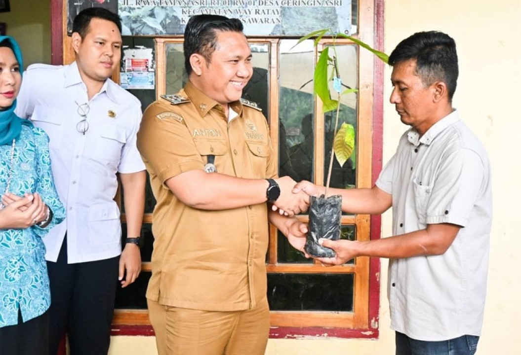 Wabup Serahkan Bantuan 50 Ribu Bibit Kakao untuk Gapoktan di Way Ratai