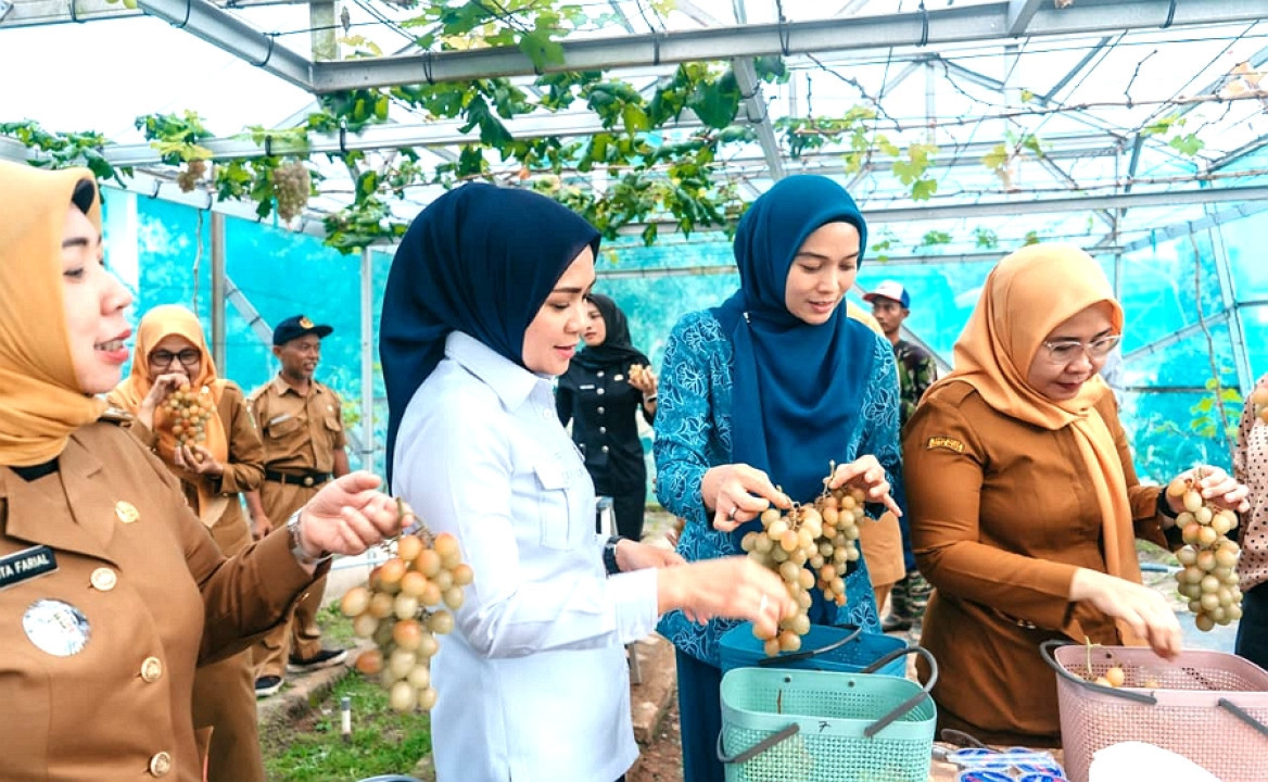 Ketua TP PKK Lampung Panen Anggur dan Melon di PKK Agro Park Lamsel