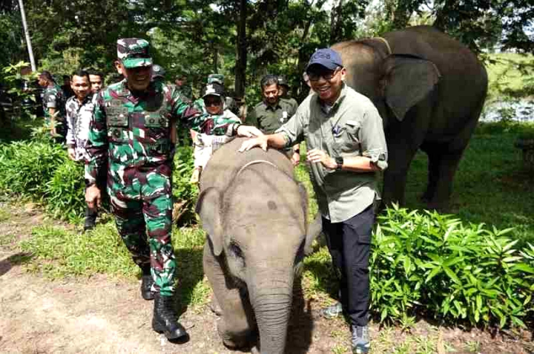 Gubernur Lampung Dorong Penanganan Terpadu Konflik Gajah-Manusia di Way Kambas