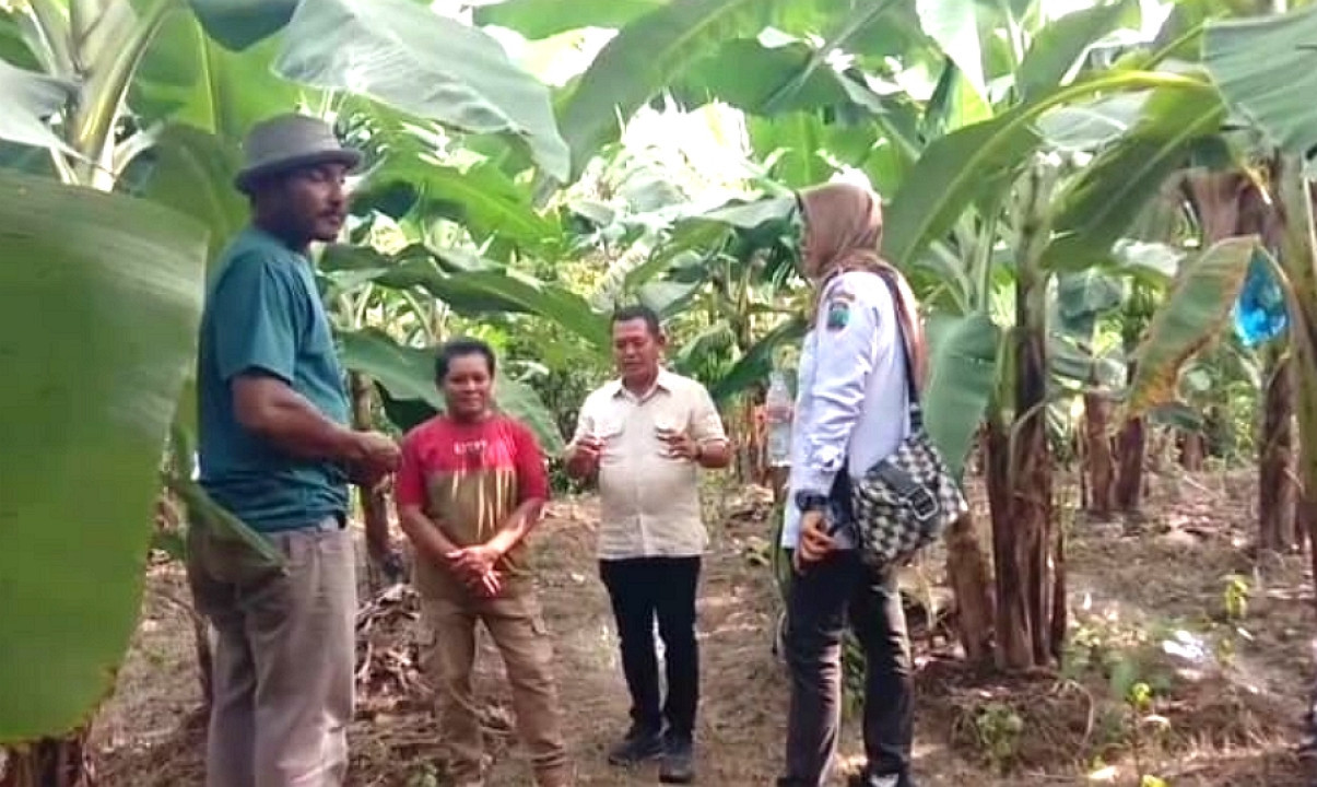 Pengembangan Budidaya Pisang Kavandis di Palas Jadi Titik Awal di Lamsel